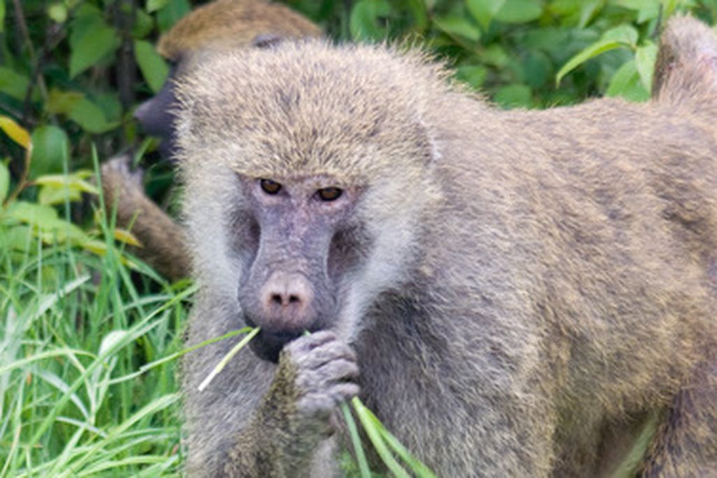 Australopithecus bahrelghazali