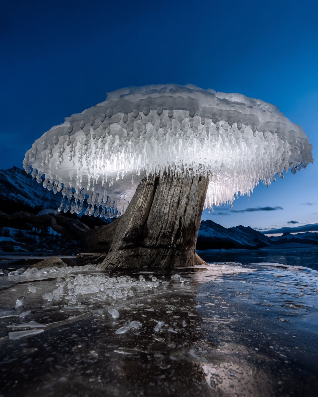 The Ice Mushroom Tree | Smithsonian Photo Contest | Smithsonian Magazine