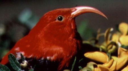 The ʻIʻiwi, or Scarlet Hawaiian Honeycreeper, with an elongated bill adapted for extracting nectar from flowers.