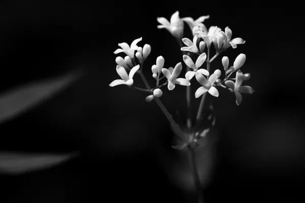 White flower thumbnail