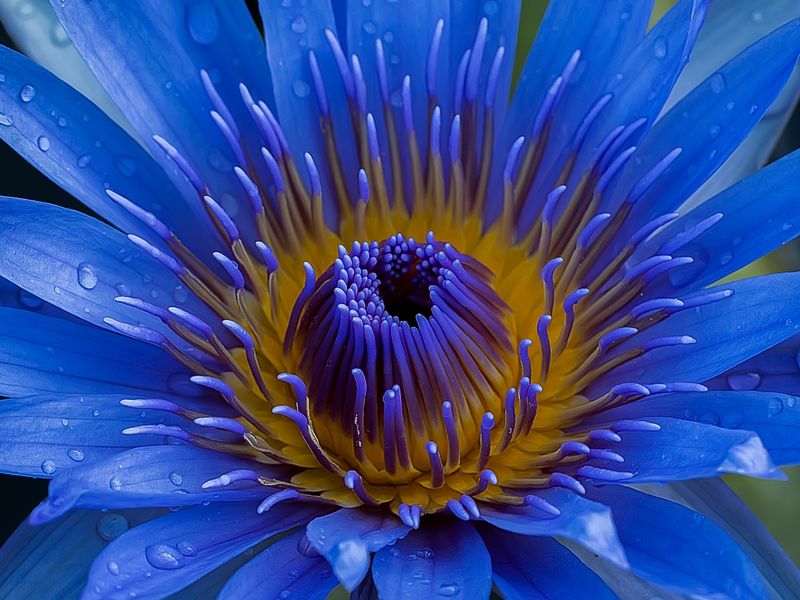 Blue Lotus | Smithsonian Photo Contest | Smithsonian Magazine