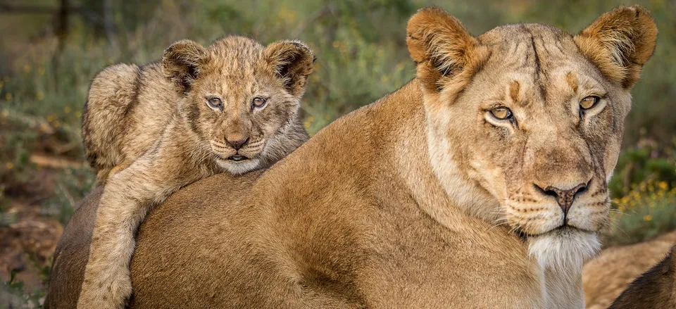  Lioness and cub 