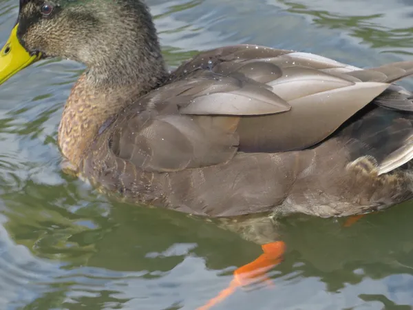 Water off a duck’s back thumbnail