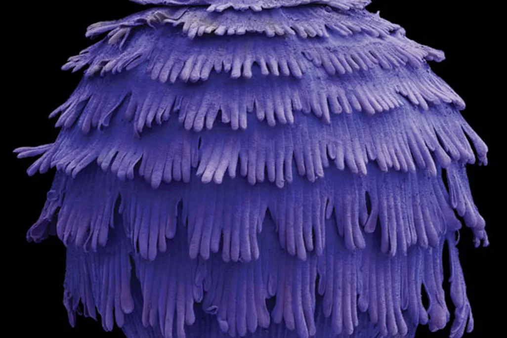 Delphinium pergrinum
