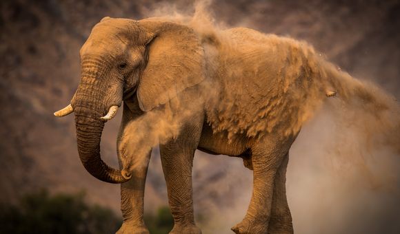 African Bush Elephant, Skeleton Coast, Namib Desert, Namibia by Arby Lipman. Winner of “African Wildlife.” (© Arby Lipman, Nature’s Best Photography Awards 2018)