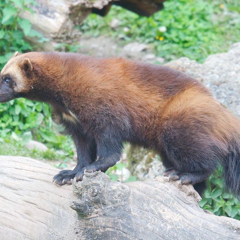 Were Do Wolverines Live