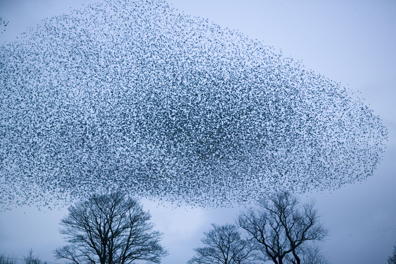 How a Flock of 400 Flying Birds Manages to Turn in Just Half a ...