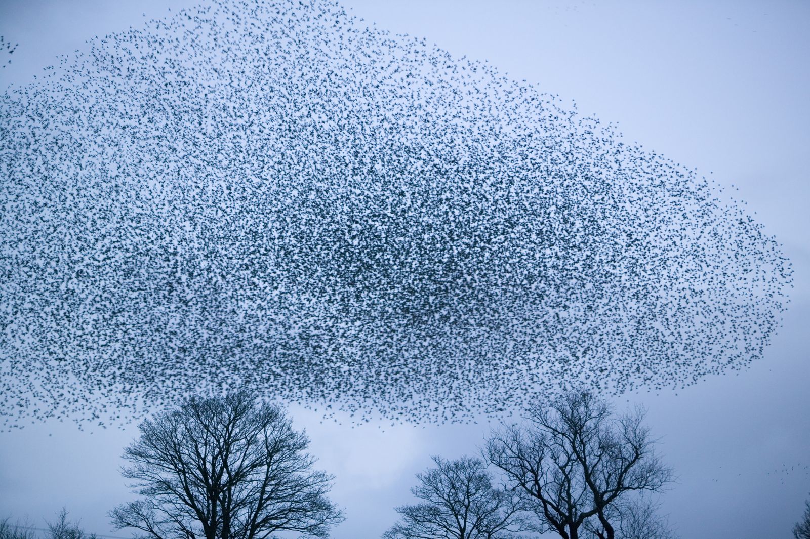 Flock