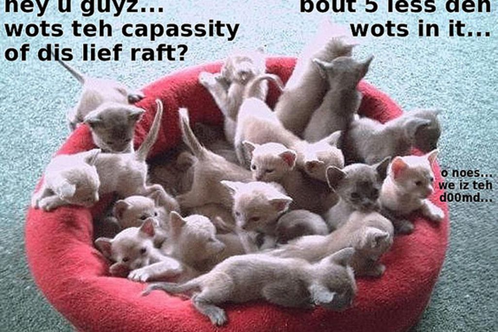 2012080611400608_06_2012_kitten-raft.jpg