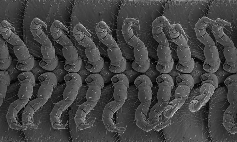 Millipede Legs