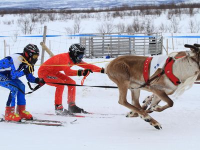 Reindeer races at the Sami Easter Festival.