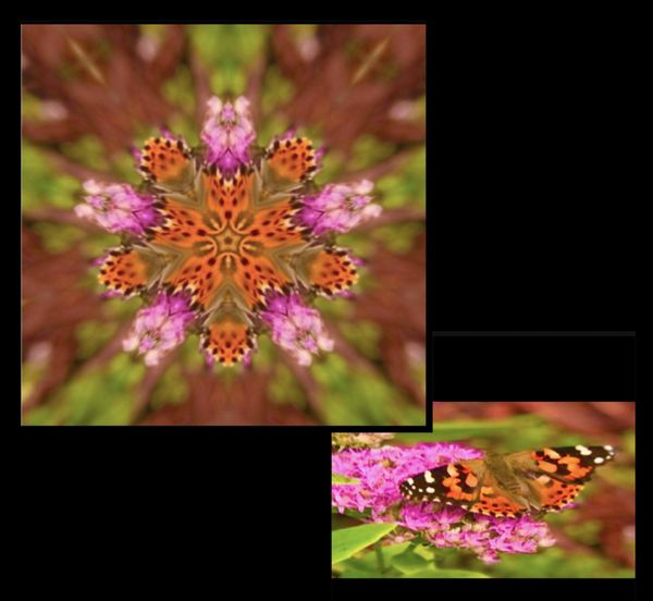 Monarch Butterfly thumbnail