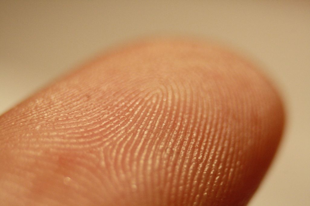 fingertip