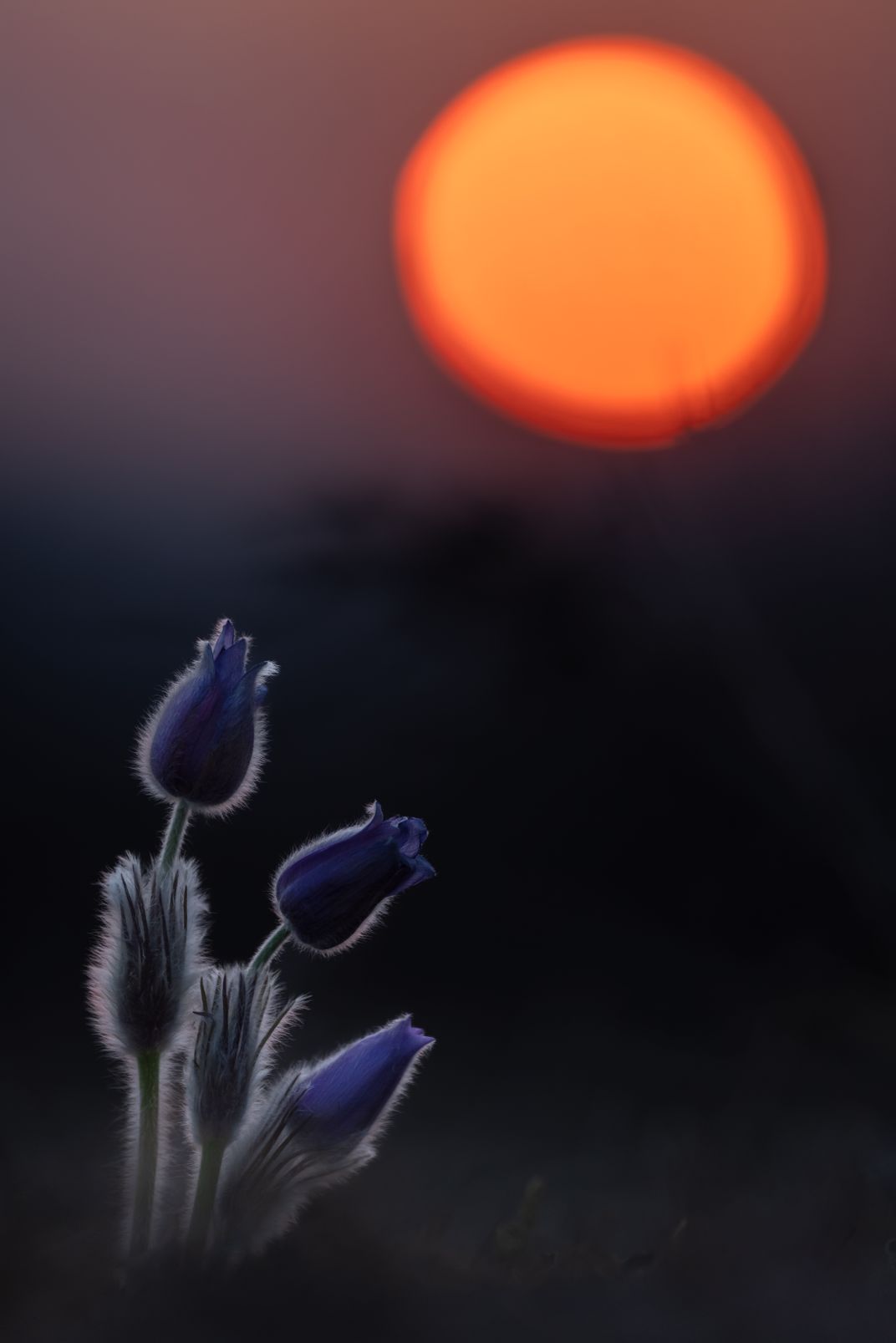 three purple flowers stretch toward a large sun