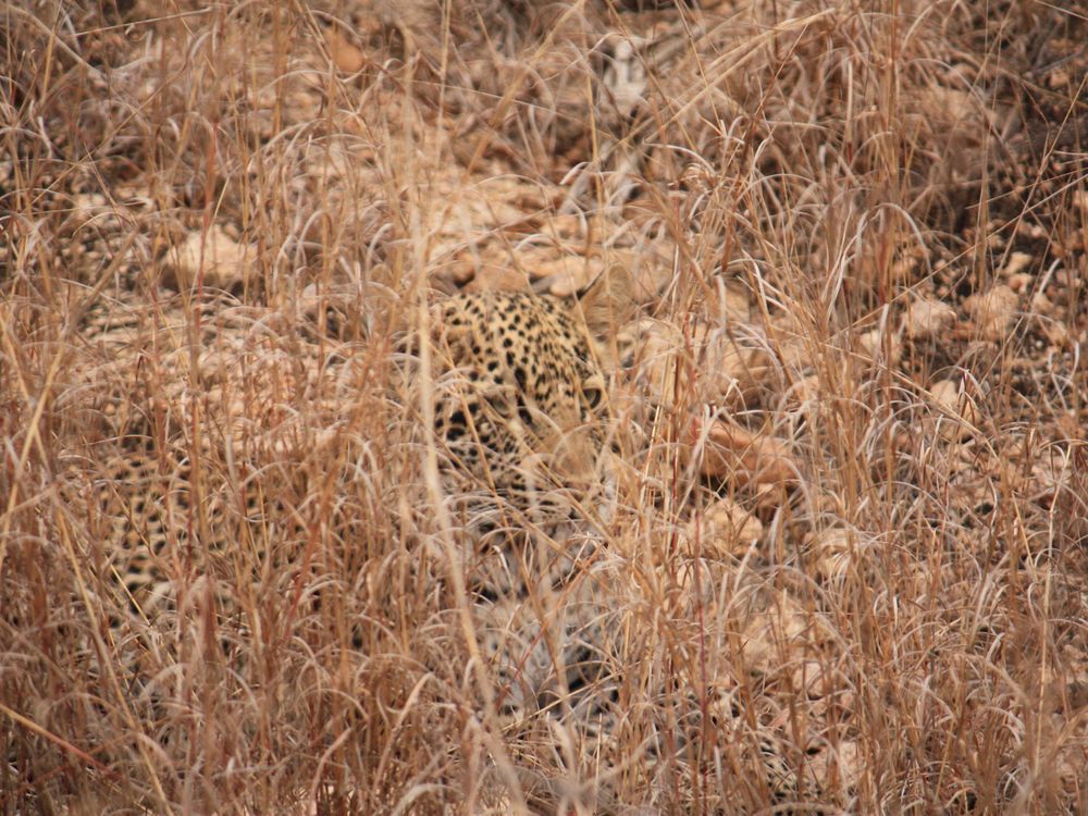 A perfect camouflage - a leopard in the wild, Smithsonian Photo Contest