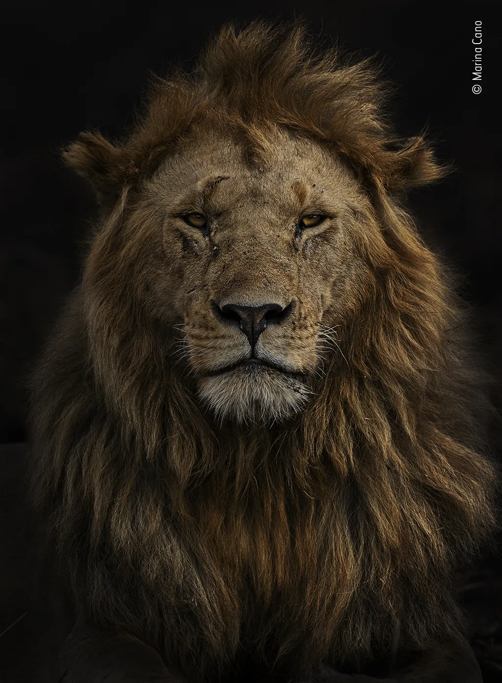 a male lion on a black background