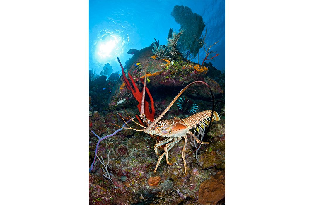 Spiny lobster