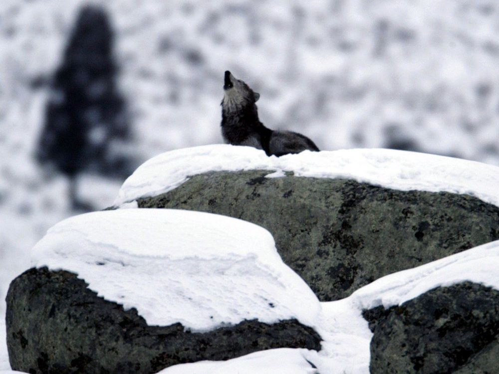 A wolf stands on a snow covered mountain. The wolf is howling up towards the sky. 