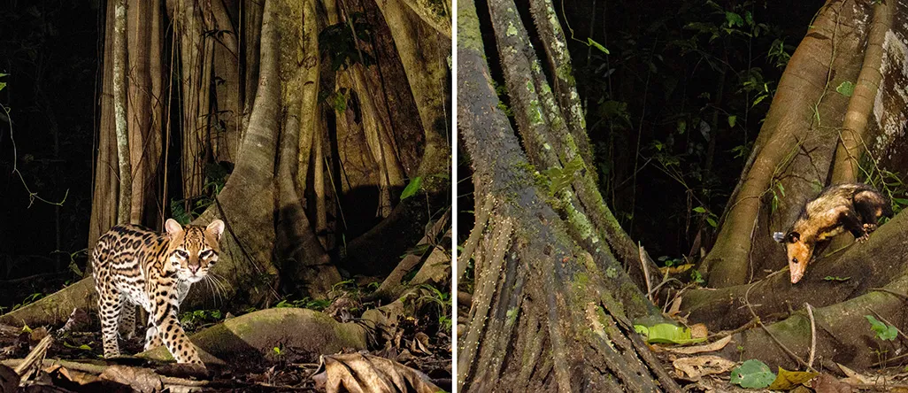 an ocelot and opossum near a tree