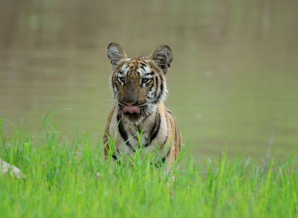 Tiger Cub thumbnail