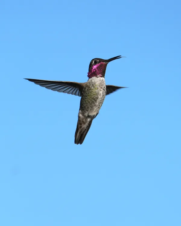 Hovering Anna's Hummingbird thumbnail