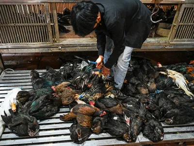 A worker catches chickens at a market in Cambodia, where a girl recently died from avian influenza.
