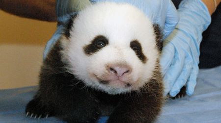 The panda cam is back, meaning you can once again watch the baby panda to your heart’s content.