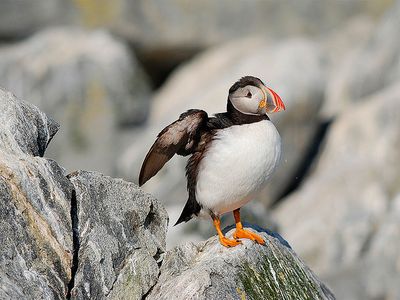 Machias Seal Island is home to a population of Atlantic Puffins.