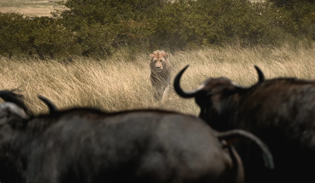 A lion emerges from the grass