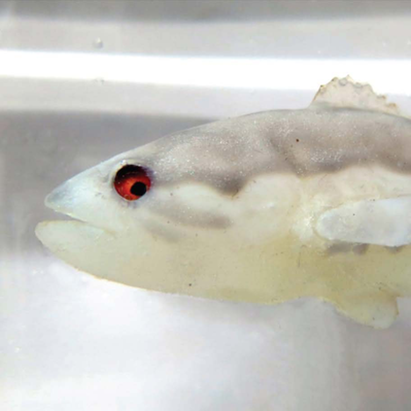 Robotic Fish Are This Invasive Species' 'Worst Nightmare