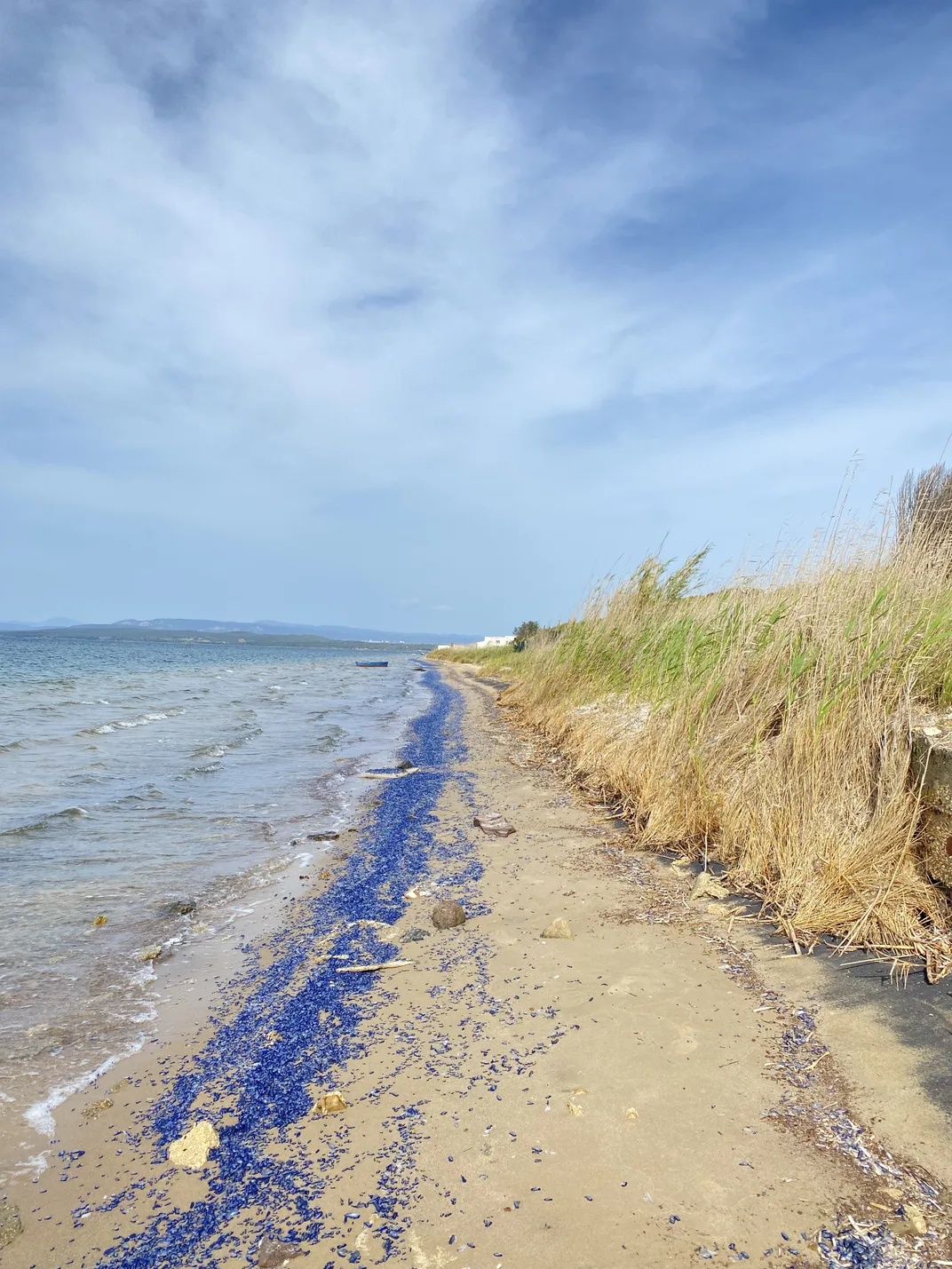 Bright blue Velellas on a Sardinian beach in 2024.