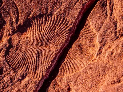 One of the many&nbsp;Edicaran biota fossils within the bounds of&nbsp;Nilpena Ediacara National Park, which is now open in South Australia.