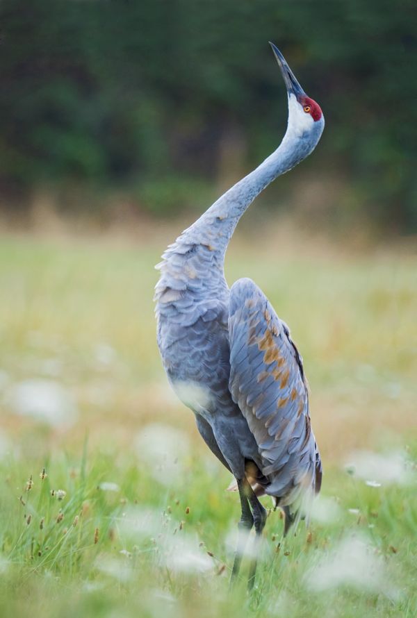 The Sandhill Dance thumbnail