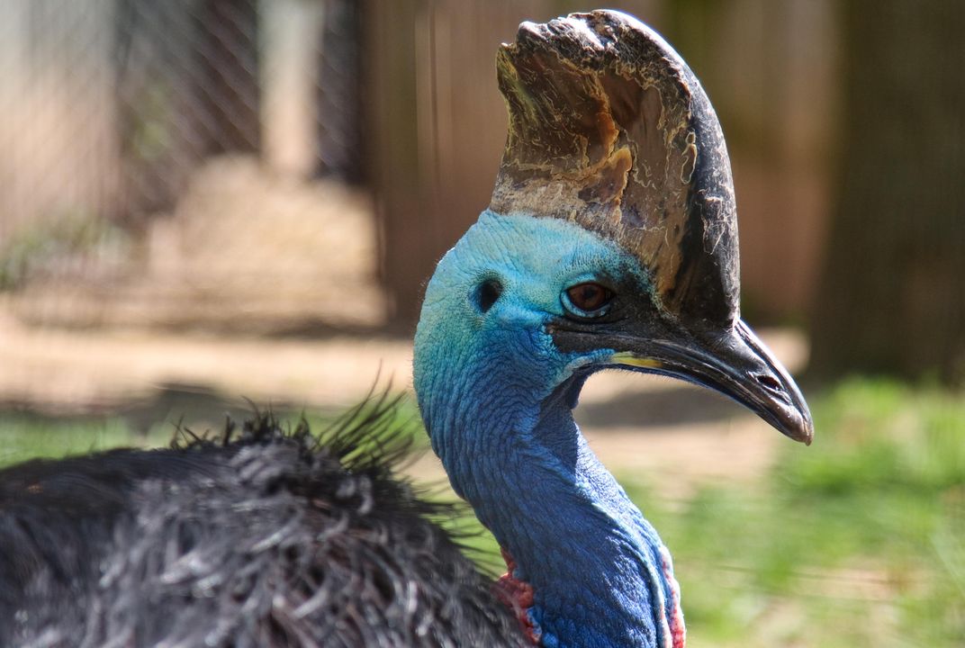 Behind the Scenes at the National Zoo With the World's Most Dangerous Bird  | Science| Smithsonian Magazine