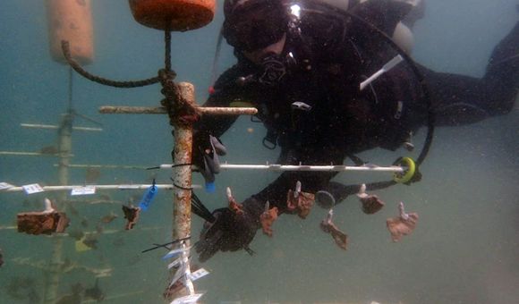 Smithsonian Conservation Biology Institute scientist Mike Henley dives at a coral nursery where brown rice coral and blue rice coral grow.
