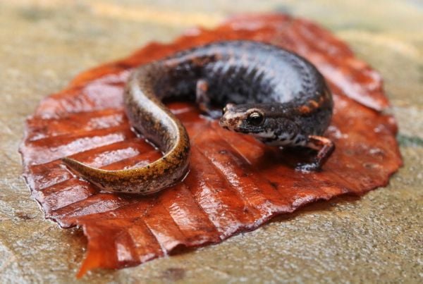A Four-toed Salamander on a Leaf thumbnail