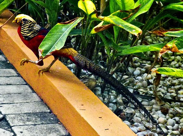 An Elegant Golden Pheasant, Native to China, Symbol of Luck, Prosperity and Fortune, in Ghana? thumbnail