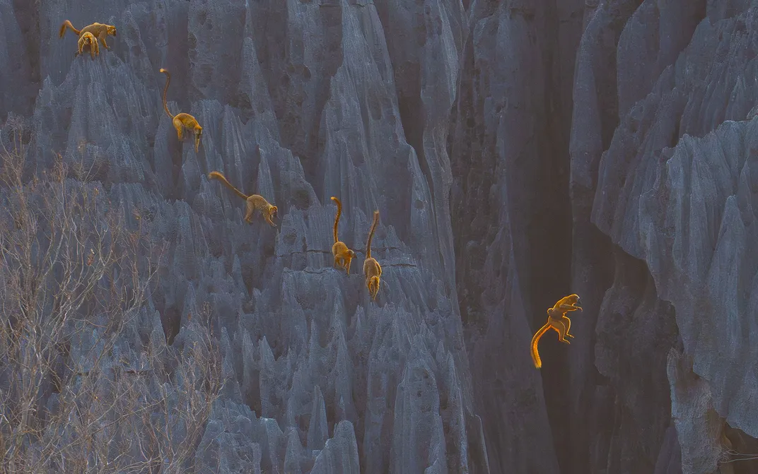 Leaping Lemurs