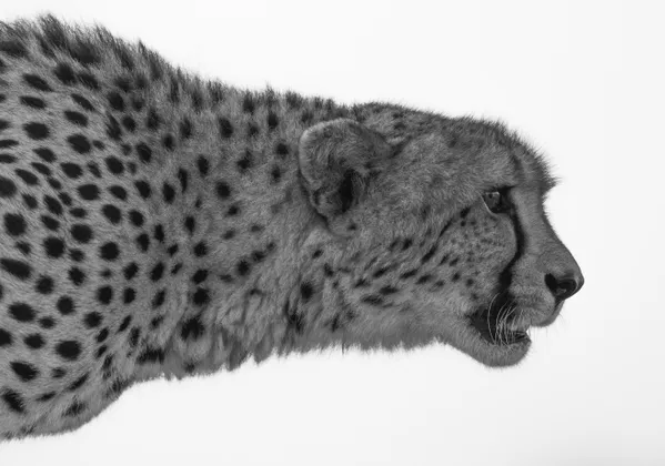 Rocket Woman thumbnail