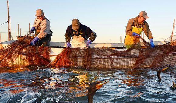 A group of  men on a boat work to haul nets in on the ocean