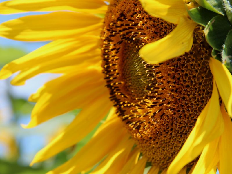 Sunflower festival in Griswold, Connecticut Smithsonian Photo Contest