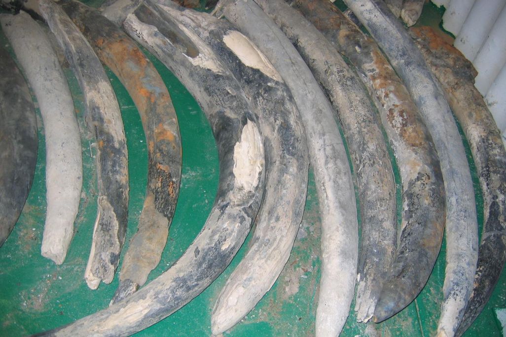 Tusks