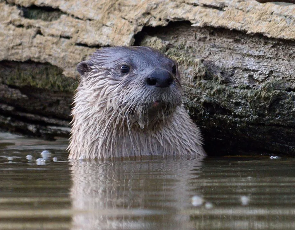 Lontra canadensis, the North American river otter. (Credit: Matthew Fryer)
