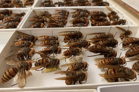 The National Museum of Natural History’s entomology collection has many Asian giant hornets. Recently, the collection grew with new specimens from an eradicated nest in Washington State. (Matthew Buffington, USDA-ARS)