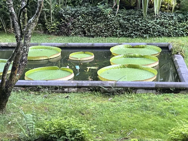 Lotus plant thumbnail