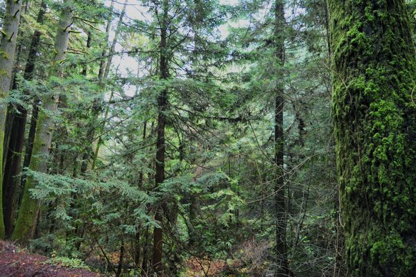 nothing compares to getting lost in the woods, huh? thumbnail