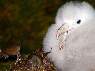 Invasive mice kill more than 2 million chicks on Gough Island each year, including the chicks of the critically endangered Tristan albatross, pictured here 