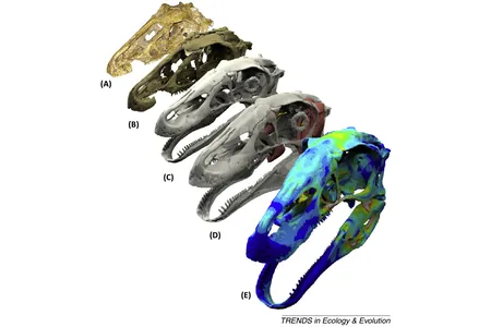 A skull of an ancient dinosaur was digitally restored and reconstructed using new imaging tools.  