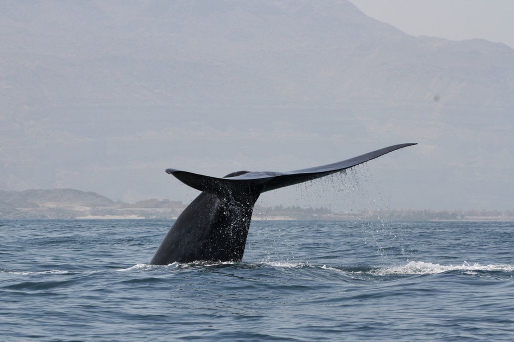 A Northwest Indian Ocean blue whale flukes up for a dive off the Arabian Sea coast of Oman.
