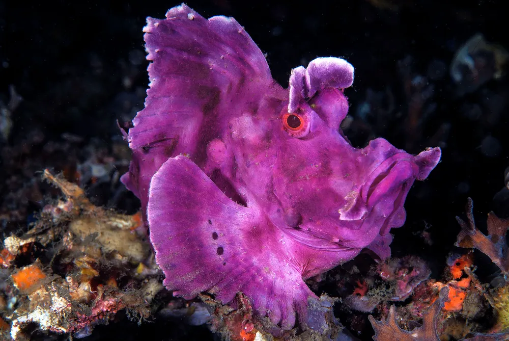 Portrait of a Rhinopia, a scopenid that lives in the Indo-Pacific seas. In this case the animal has a beautiful purple coat and poses with a curious look at the photographs taken of it. The animal was on a seabed of about 25 meters between dead coral and algae, trying to camouflage itself.